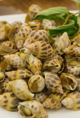 Nghêu - Sò lông - Sò dương - Càng cúm