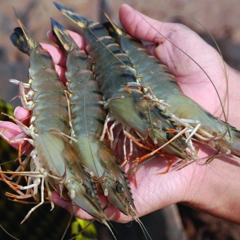 Tôm -  Bạch tuộc